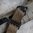 MS1 QDM sangle de fusil monopoint/bipoint Coyote