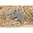 Relâcheur de culasse automatique pour Ruger 10/22 LR