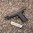 EHG SG9 module de poignée pour SIG SAUER P320 Full Size noir